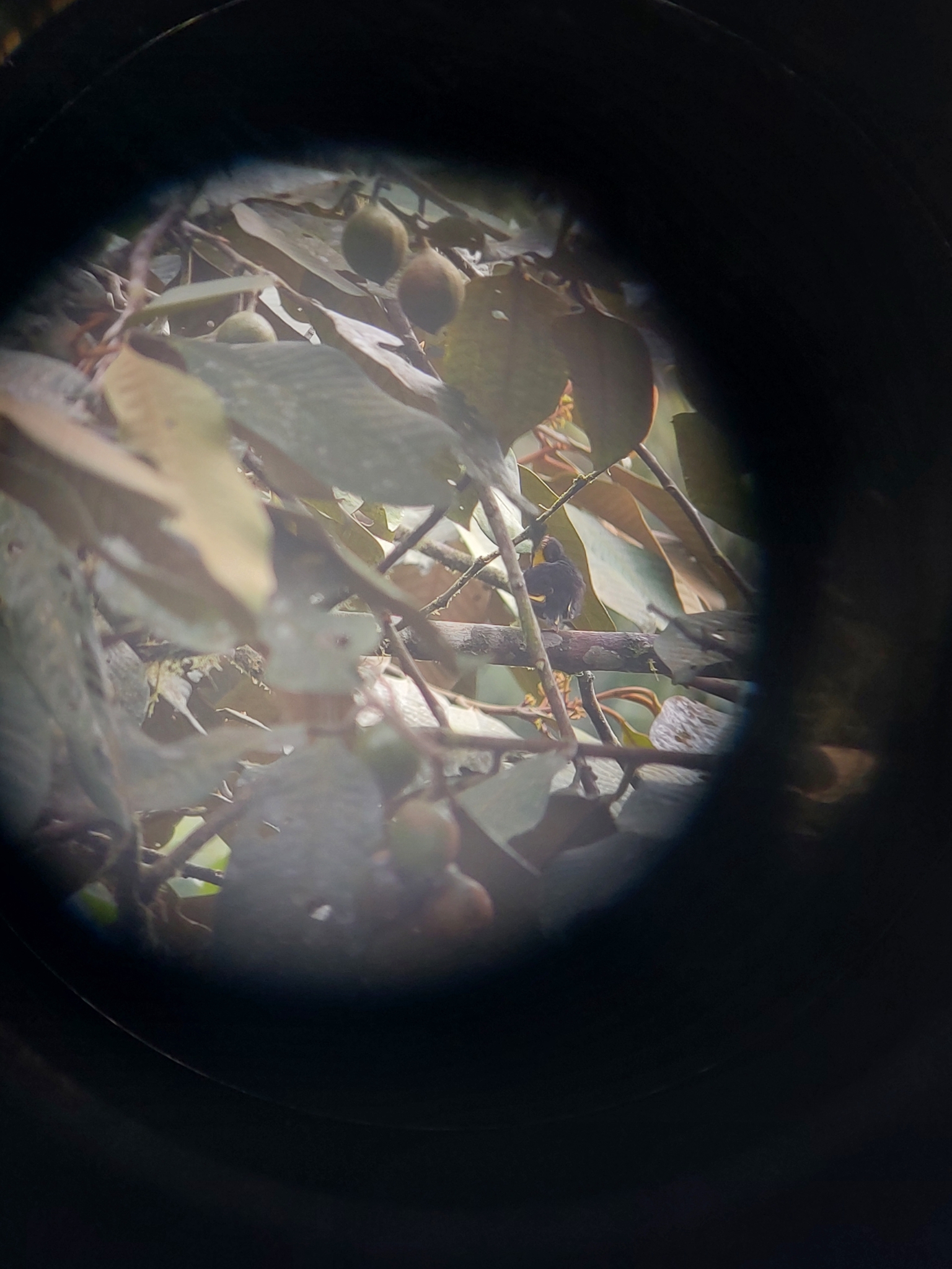 Golden-winged Manakin (Masius chrysopterus), photo 4