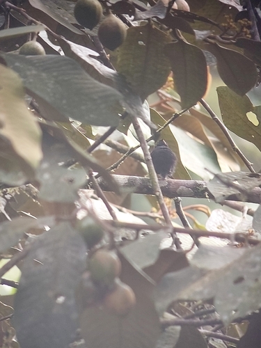 Golden-winged Manakin (Masius chrysopterus), photo 5