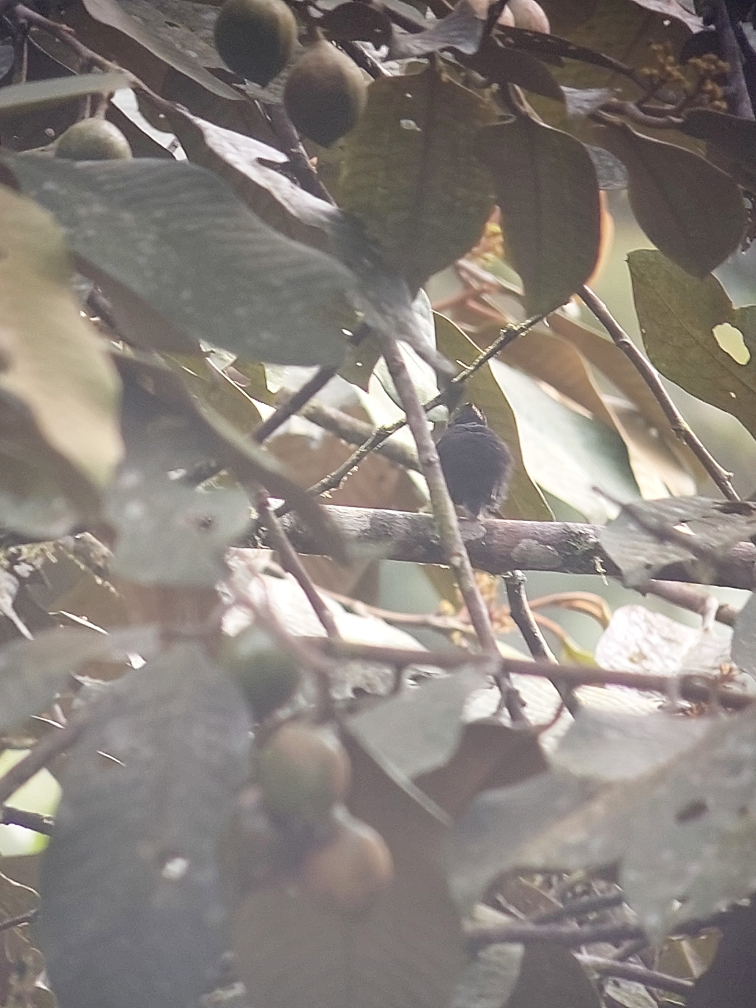 Golden-winged Manakin (Masius chrysopterus), photo 5