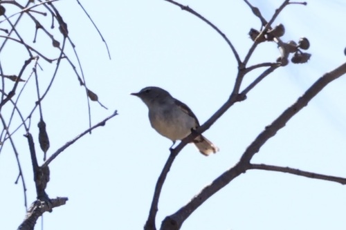 Western Gerygone (Gerygone fusca), photo 5
