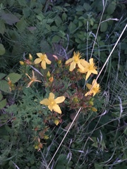 Hypericum perforatum