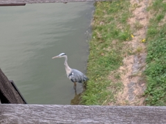 Ardea cinerea