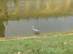 Ardea cinerea