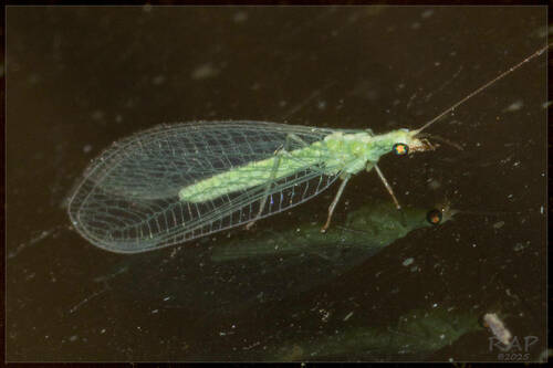 Common green lacewing