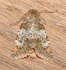 Hemibryomima chryselectra