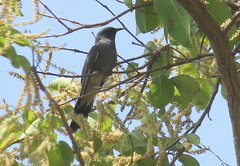 Cacomantis passerinus