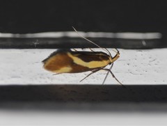 Harpella forficella