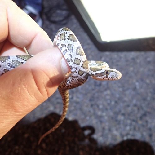 Great Plains Rat Snake