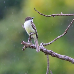 Myiarchus stolidus