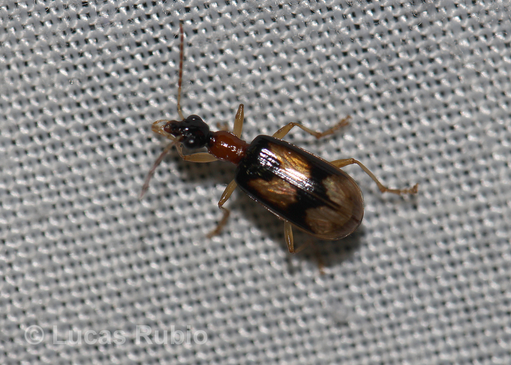 Pionycha