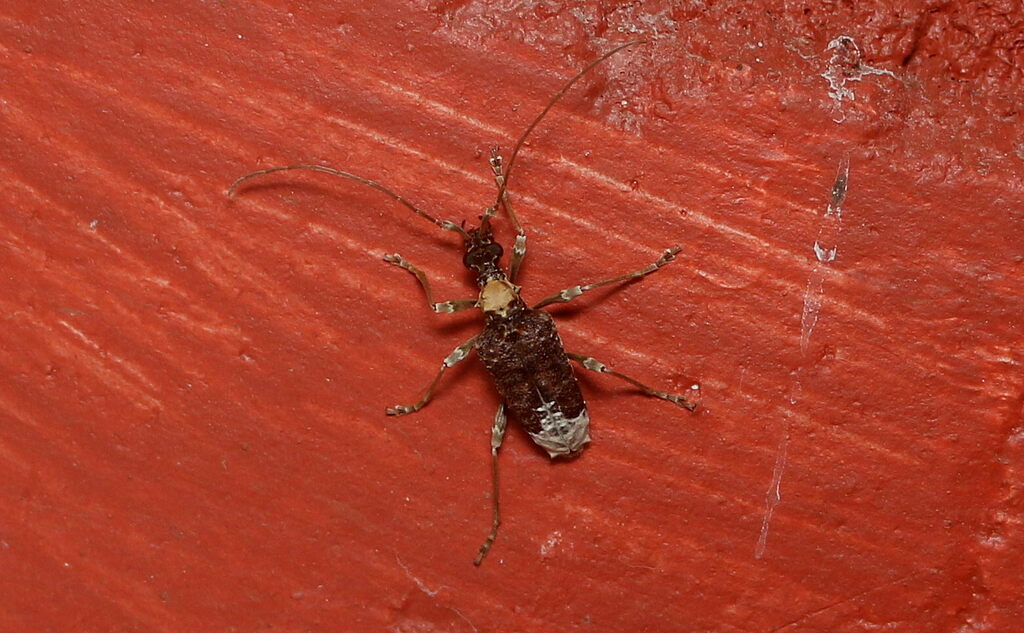 Apiocephalus