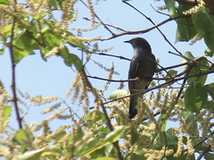 Cacomantis passerinus