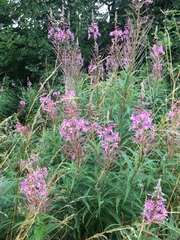 Chamaenerion angustifolium