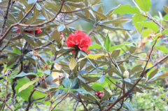 (c) 呂一起(Lyu yi-chi), some rights reserved (CC BY) Rhododendron delavayi, photograph (c) 呂一起(Lyu yi-chi), some rights reserved (CC BY)