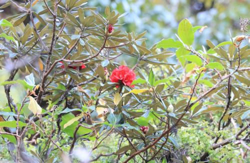 Rhododendron delavayi, photograph 5
