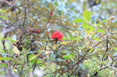 (c) 呂一起(Lyu yi-chi), some rights reserved (CC BY) Rhododendron delavayi, photograph (c) 呂一起(Lyu yi-chi), some rights reserved (CC BY)