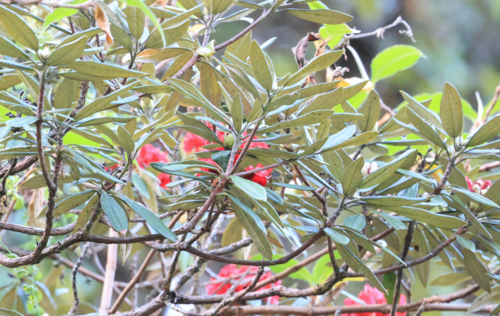 Rhododendron delavayi, photograph 6