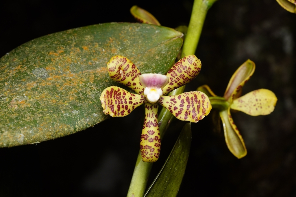 Prosthechea tigrina; photograph (c) Daniel Mesa, some rights reserved (CC BY)