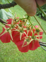 Dombeya cacuminum