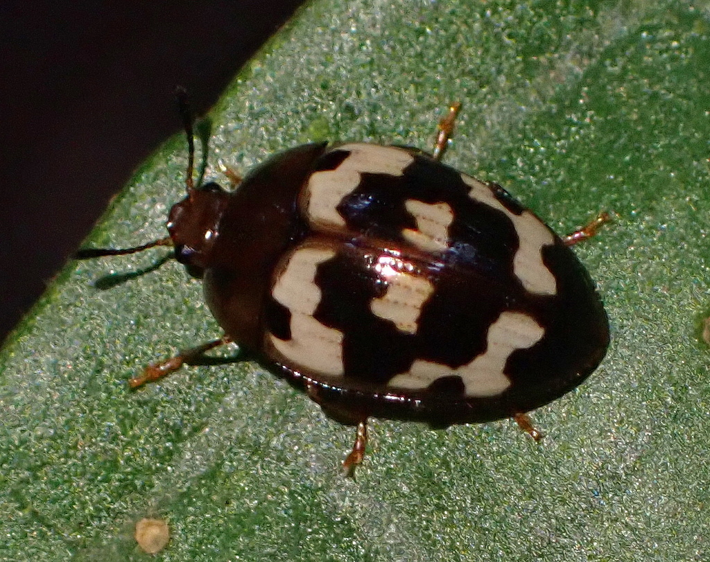 Iphiclus nubilus
