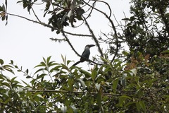 Andigena nigrirostris