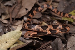 Rainforest Cat-Eyed Snake photo 5
