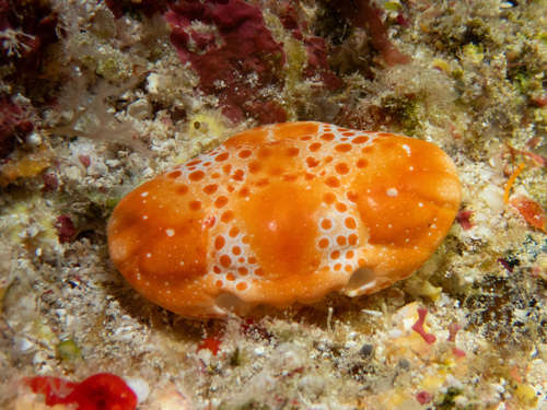 Xanthias punctatus observed 2025-02-09