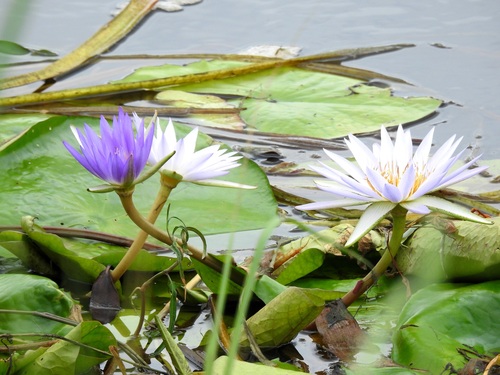 Day Waterlily