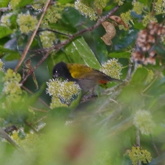 Loxipasser anoxanthus