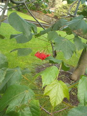 Dombeya cacuminum
