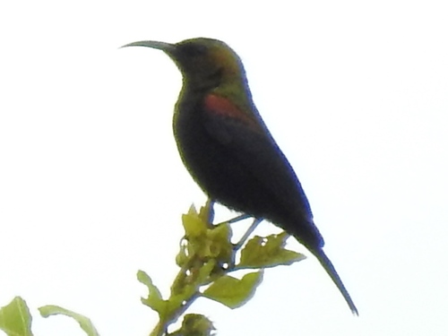 Copper Sunbird