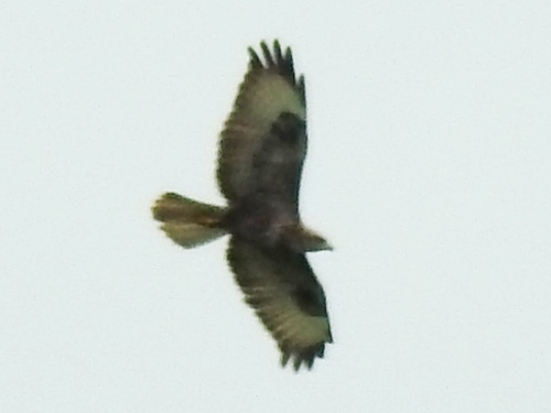 Steppe Buzzard