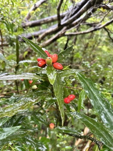 Foto de Aucuba-japônica