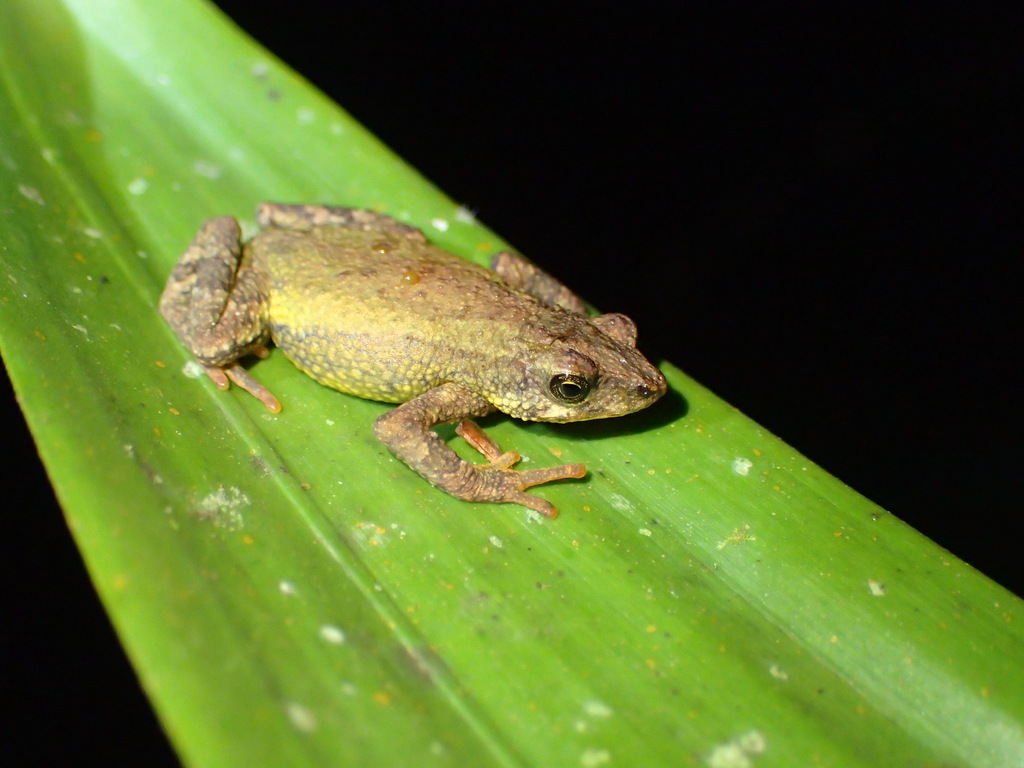 Dendrophryniscus izecksohni