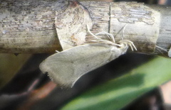 Oecophorinae
