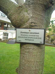 Dombeya cacuminum