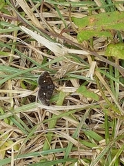 Heliothela wulfeniana