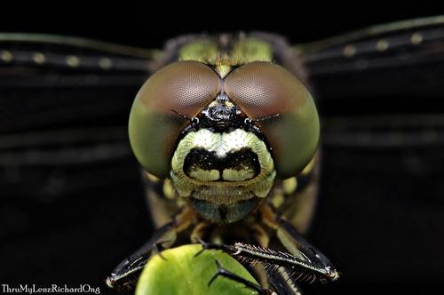 Slender Skimmer, photo 3 of 10