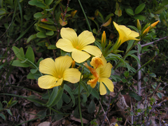 Linum campanulatum