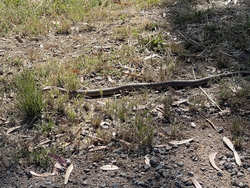 Eastern Brown Snake sighting