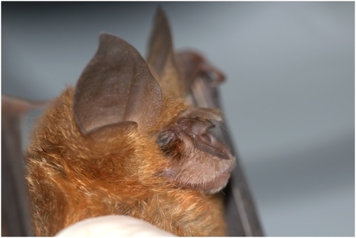Rüppell's horseshoe bat