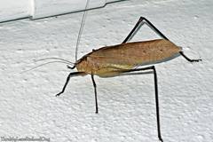 Mecopoda elongata
