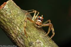 Viciria pavesii