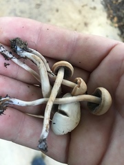 Panaeolus subbalteatus