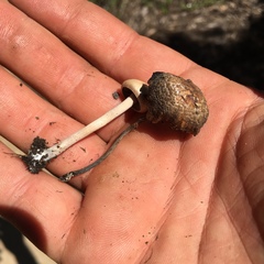 Panaeolus subbalteatus