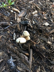 Panaeolus subbalteatus