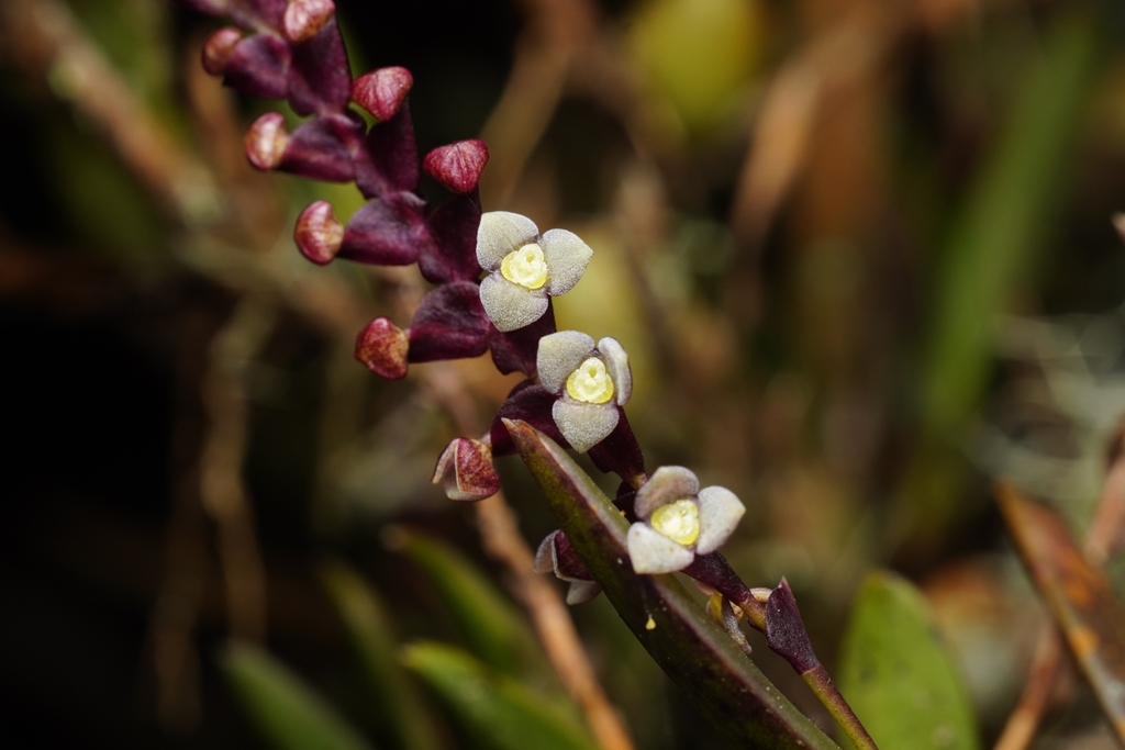Stelis loxensis