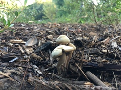 Panaeolus subbalteatus