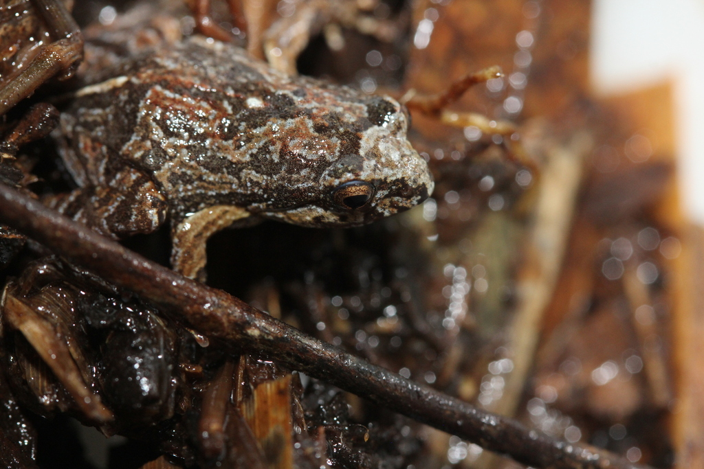 Ibitipoca Dwarf Frog