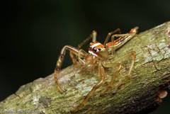 Viciria pavesii